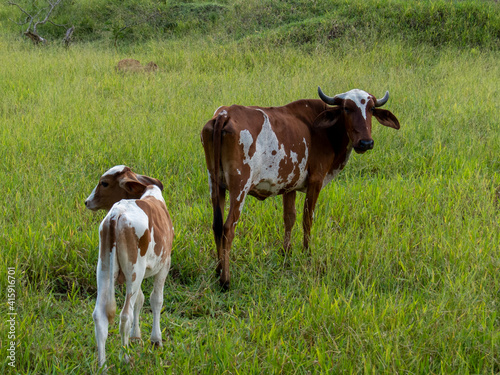 spotted cow and calf in the pasture