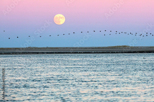Migrating birds are silhouetted against sunset super moon sky photo