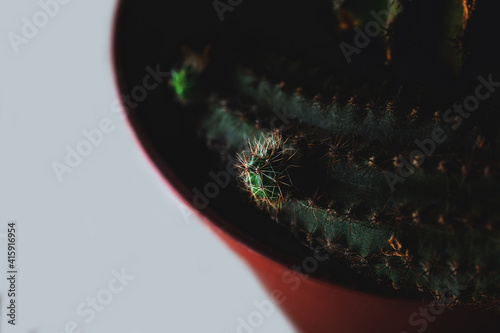 Macro baby cactus scion spur inside plant flower pot with sharp thorns
