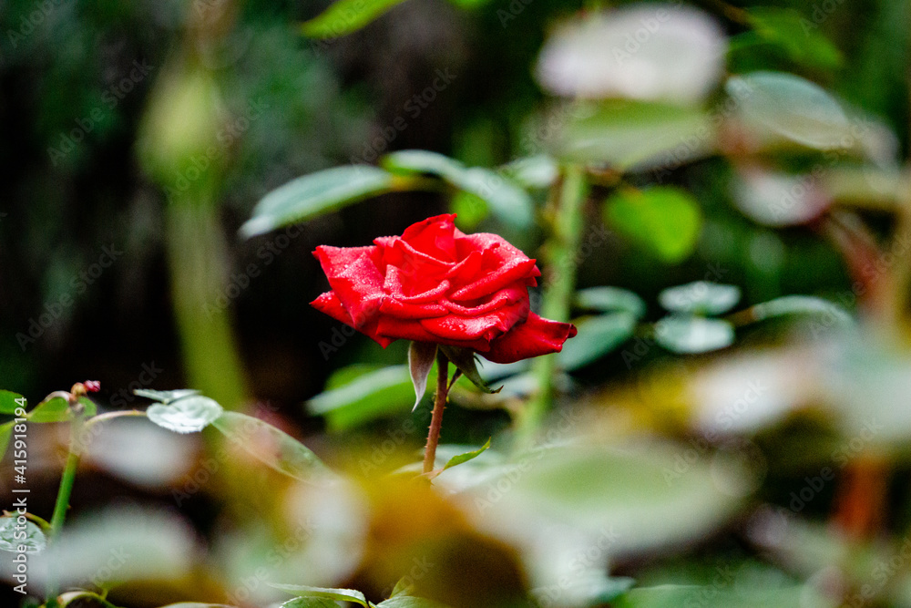 Rosas nos vinhedos do Rio Grande do Sul
Rosas nos vinhedos do Rio Grande do Sul