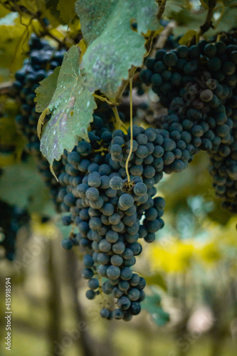 Vinhedos em Bento Gonçalves Vale dos Vinhedos Brasil photo