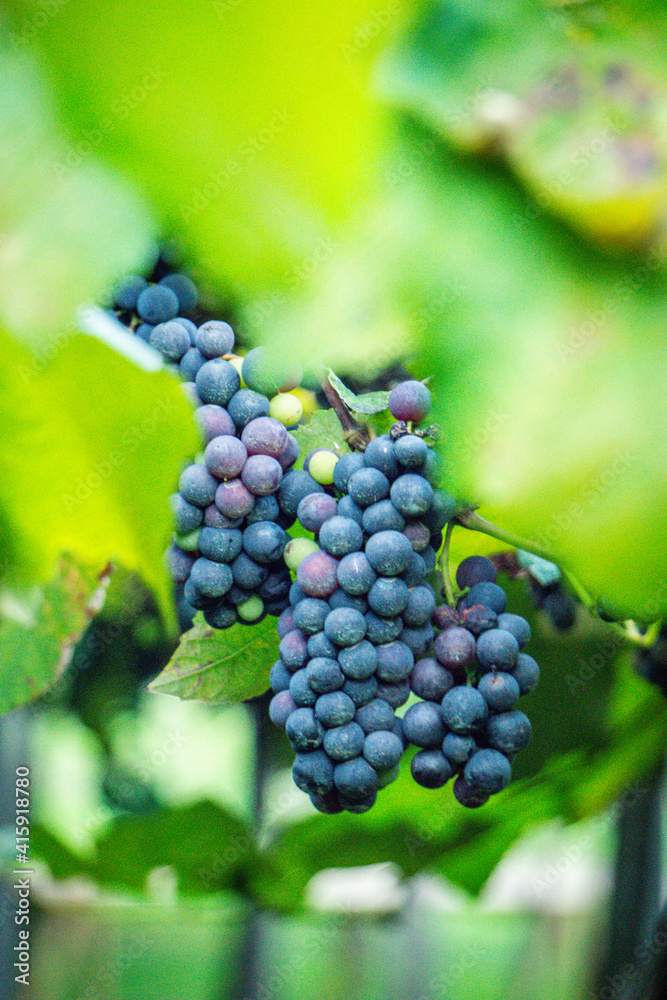 Vinhedos em Bento Gonçalves Vale dos Vinhedos Brasil Vinhedos em Bento Gonçalves Vale dos Vinhedos Brasil