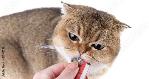 Golden Scottish Fold cat eats a treat from a package in the hand of a woman.