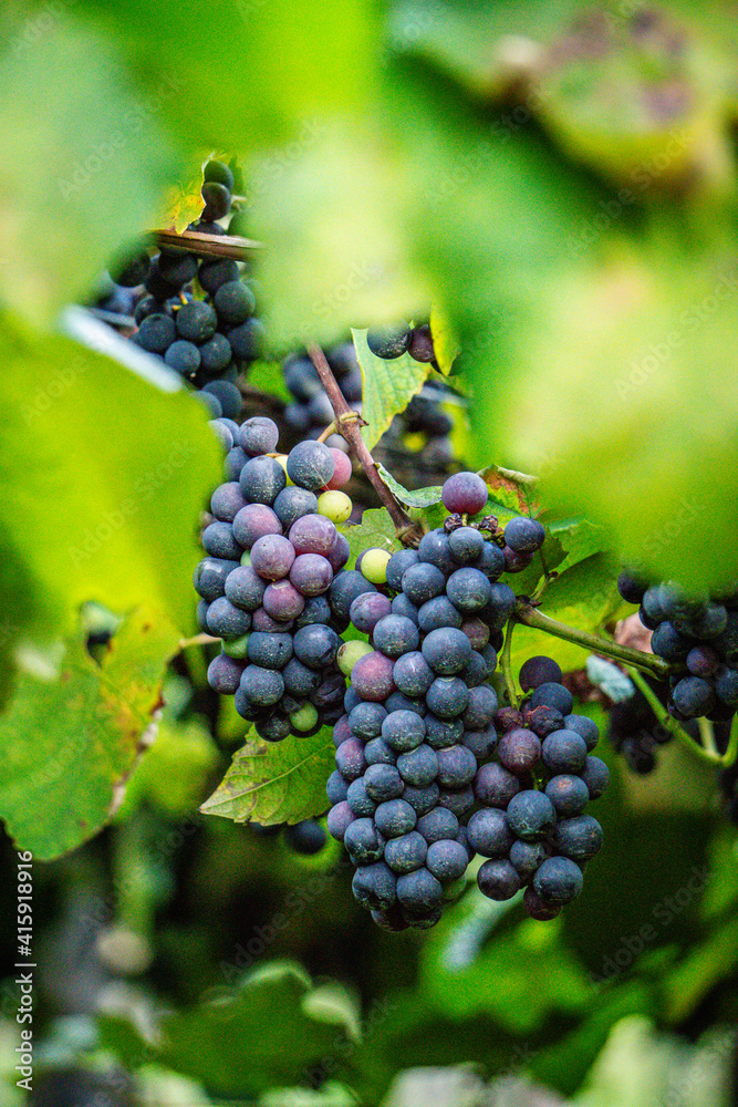 Vinhedos em Bento Gonçalves Vale dos Vinhedos Brasil