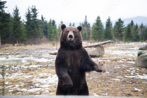 european brown bear portrait in the wilderness