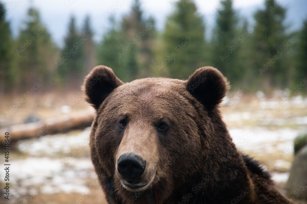 european brown bear portrait in the wilderness