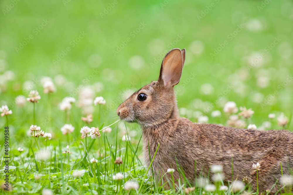 Fototapeta premium Cute little bunny rabbit sitting in the field and eating wild clover