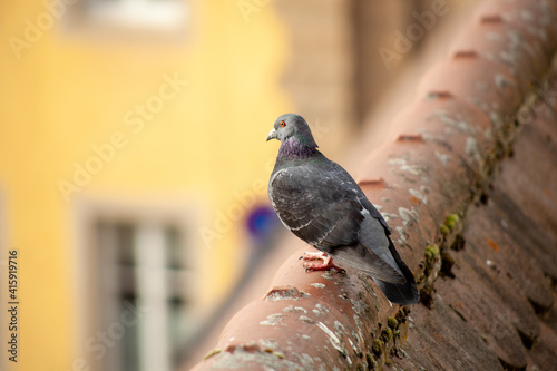 Pigeon on a European roof with ceramic tiles © Maxamillion