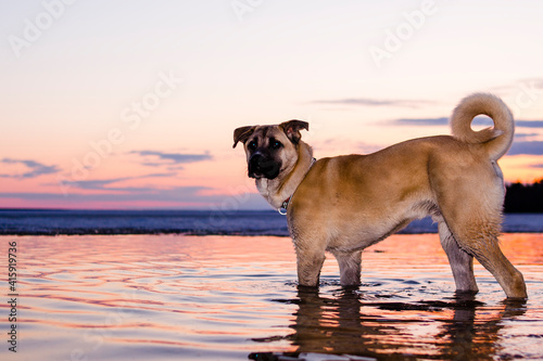Chinook Dog with Blue eyes on a walk on the lake huron in the water during sunset