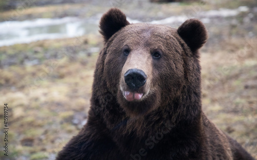 european brown bear portrait in the wilderness © Melinda Nagy