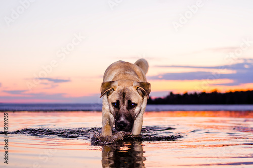 Majestic Dog with Blue eyes on a walk on the lake huron in the water during sunset photo