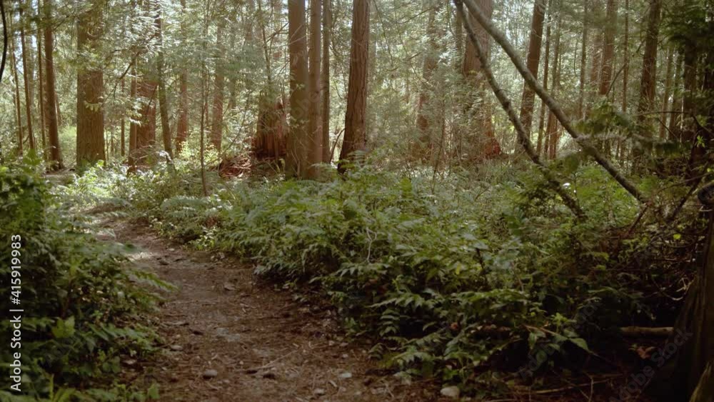 4K Birds Alight From Forest Trail As Camera Moves Through Sunny Woods 4K Birds Alight From Forest Trail As Camera Moves Through Sunny Woods