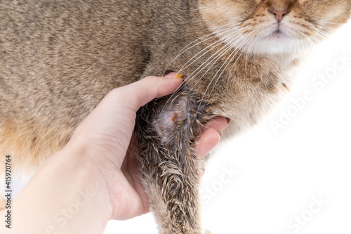 Golden Scottish Fold cat got sick with lichen and owner's hand