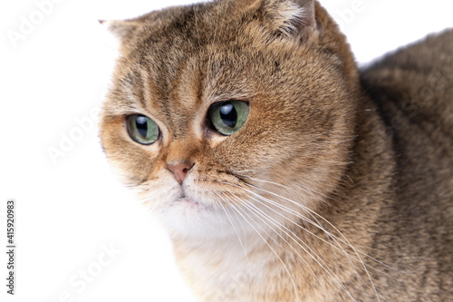lovely fluffy golden scottish fold cat with green eyes on white background