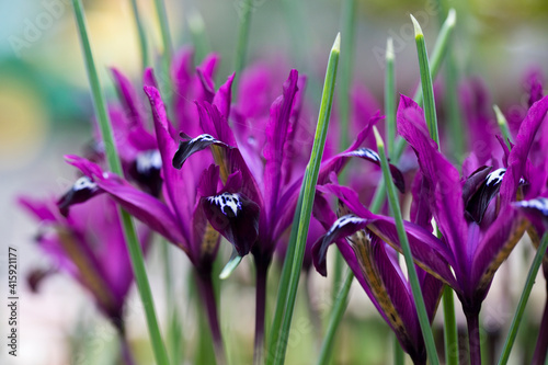 Iris Reticulata Pauline in flower in February, England, United Kingdom photo