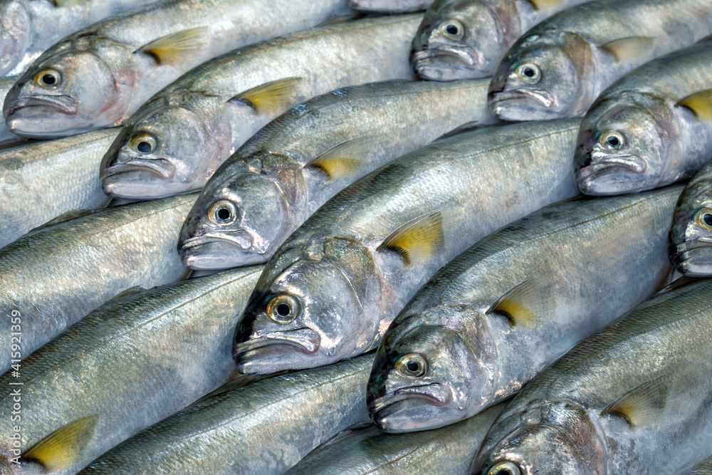 Full screen texture of raw bluefish (Pomatomus saltatrix) arranged diagonally