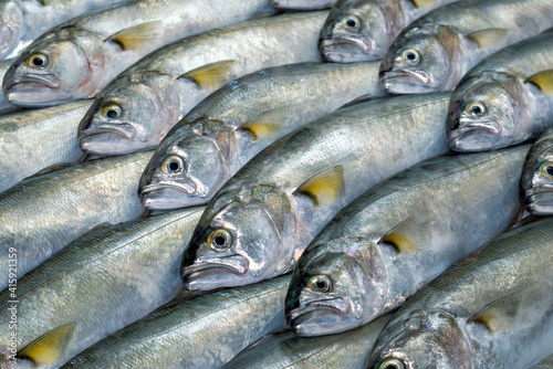 Full screen texture of raw bluefish (Pomatomus saltatrix) arranged diagonally photo
