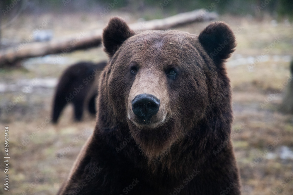 european brown bear portrait in the wilderness