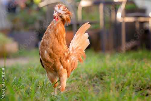 Young chicken in green grass