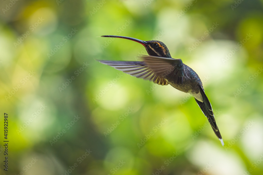 Fototapeta premium Closeup shot of a flying hummingbird with green bokeh background