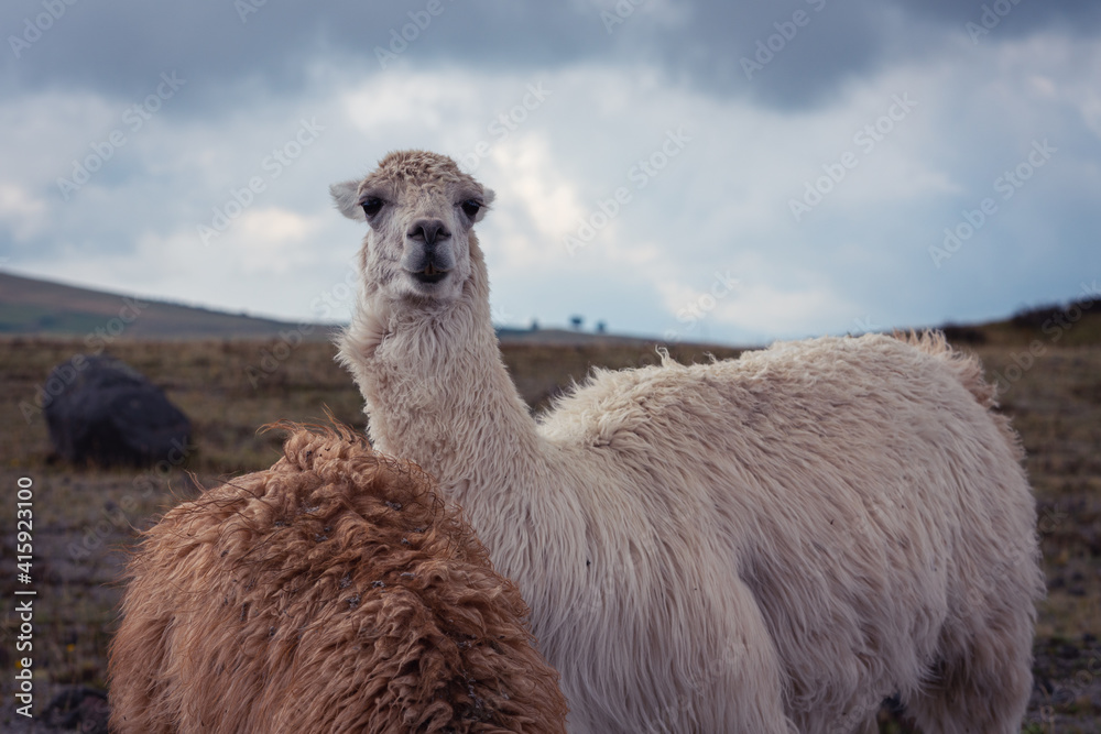Fototapeta premium Closeup shot of a looking white llama in the field