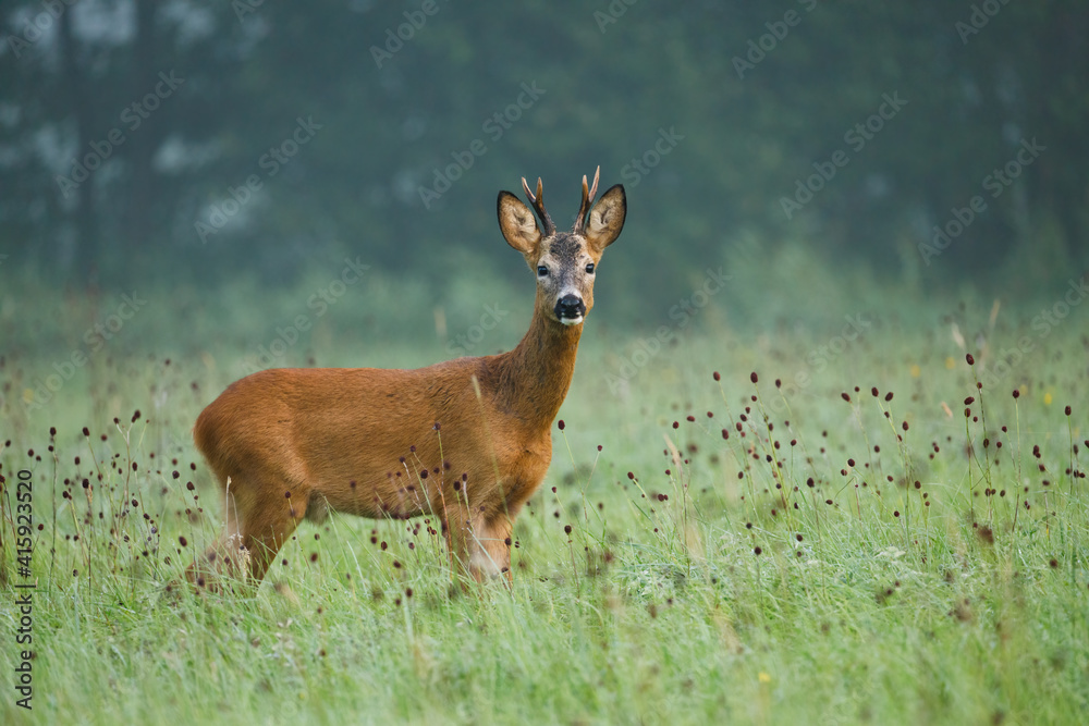 custom made wallpaper toronto digitalDeer in foggy morning. European roe deer, Capreolus capreolus, at sunset. Majestic buck standing in flowered meadow during rut season. Wild animal in natural habitat. Wildlife from summer nature.
