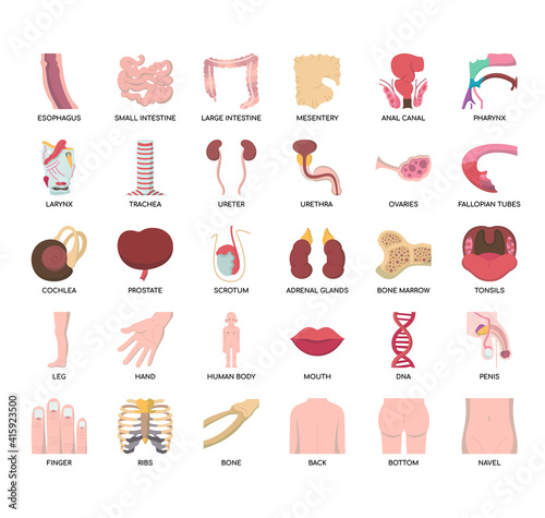 Set of human organ thin line and pixel perfect icons for any web and app project.