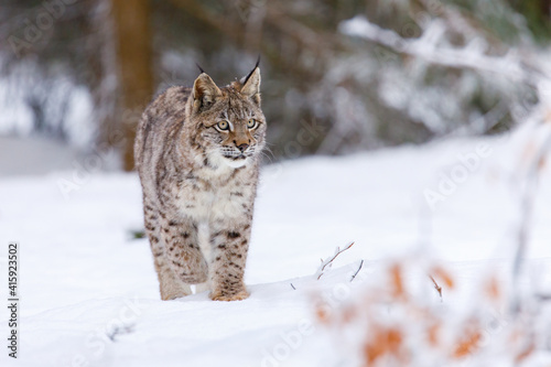 Photography Lynx in winter
