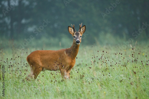 Wallpaper Mural Deer in foggy morning. European roe deer, Capreolus capreolus, at sunset. Majestic buck standing in flowered meadow during rut season. Wild animal in natural habitat. Wildlife from summer nature. Torontodigital.ca