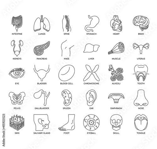 Set of human organ thin line and pixel perfect icons for any web and app project.