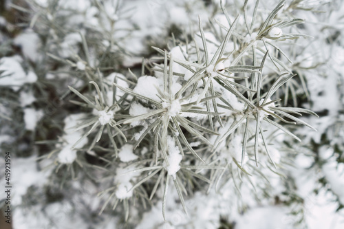 Plant with a layer of ice © Limon Stock