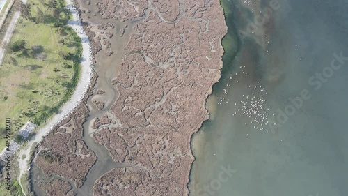 Video image of Çakalburnu Lagoon and Flamingos in İzmir