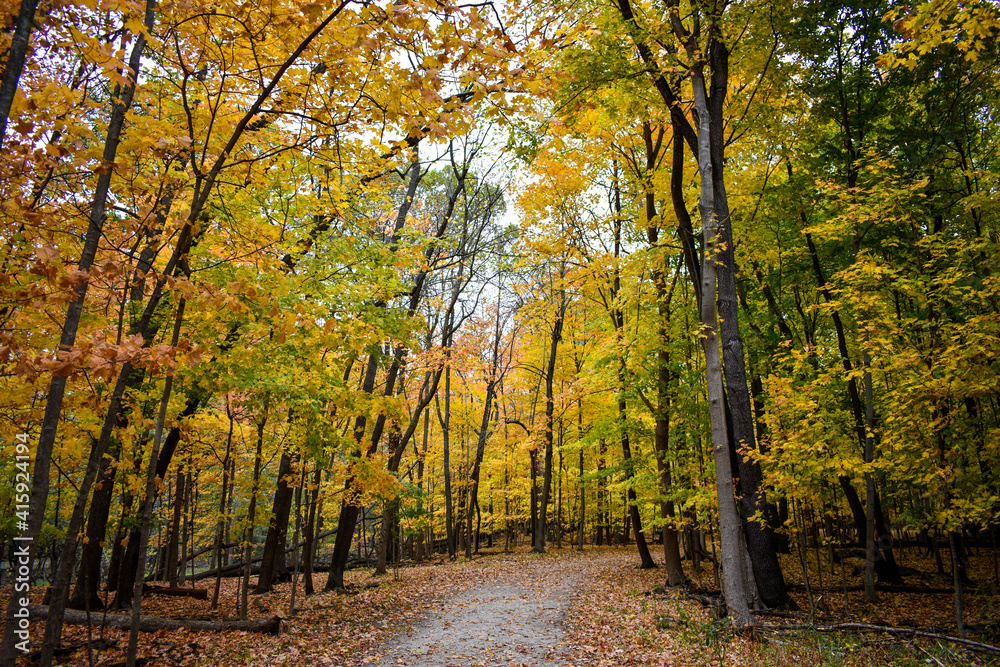 Obraz premium Forest Path