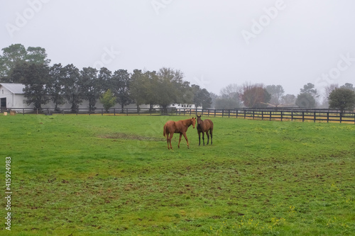 Countryside field and horses. Idyllic rural scene. Foggy morning at the farm. Horses close portrait. © Maria