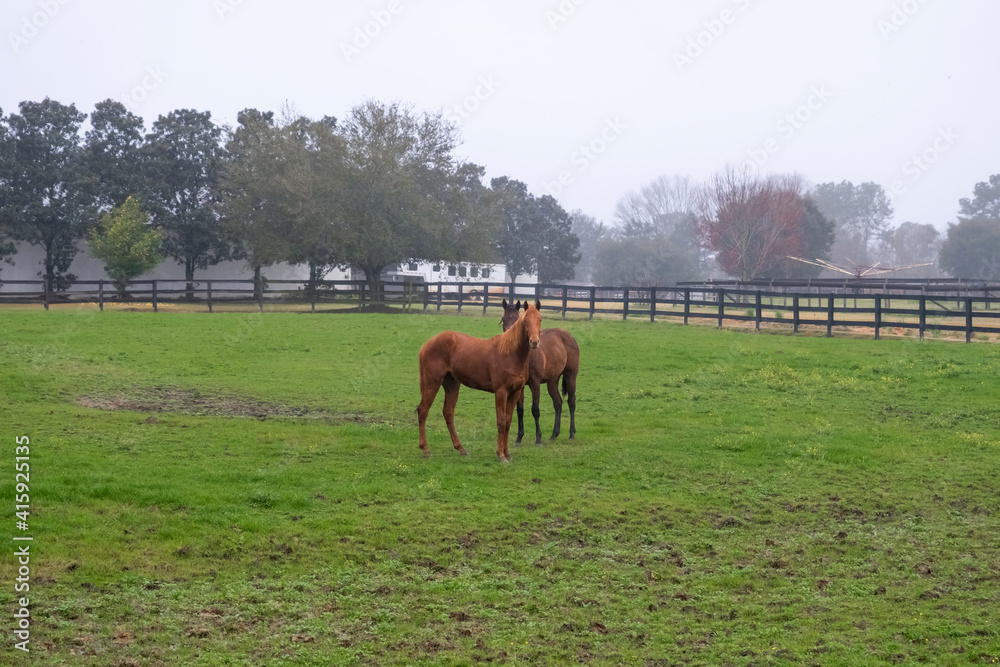 Countryside field and horses. Idyllic rural scene. Foggy morning at the farm. Horses close portrait.