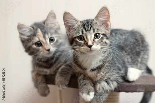 Fotografia Two cute gray kittens lie on the cat furniture at home