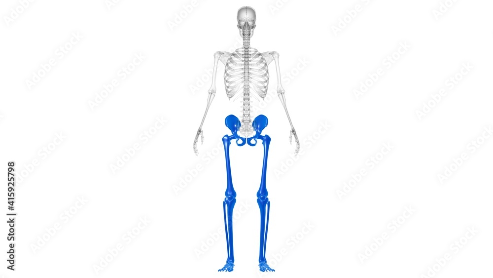 Human Skeleton Lower Limbs Anatomy 3D Human Skeleton Lower Limbs Anatomy 3D