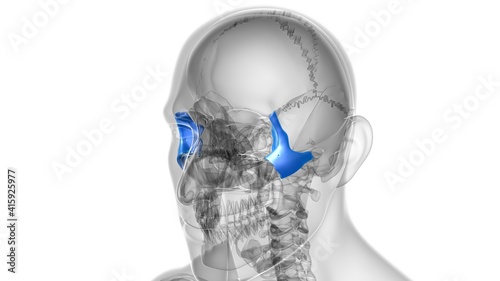 Canvastavla Human Skeleton Skull Zygomatic Bone Anatomy For Medical Concept