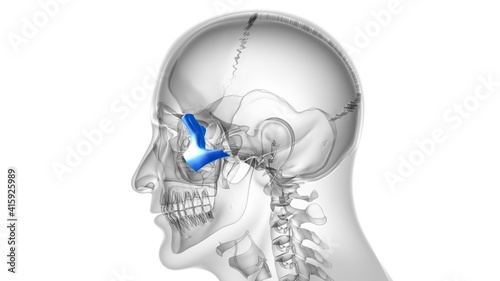 Human Skeleton Skull Zygomatic Bone Anatomy For Medical Concept