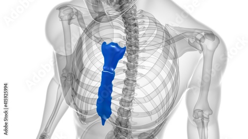 Human Skeleton Sternum Bone Anatomy For Medical Concept