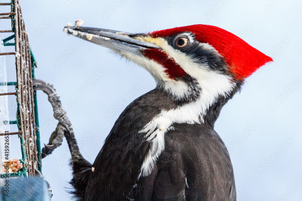 Obraz premium Pileated Woodpecker