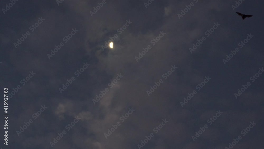 group of fruit bats flying against moon and clouds group of fruit bats flying against moon and clouds