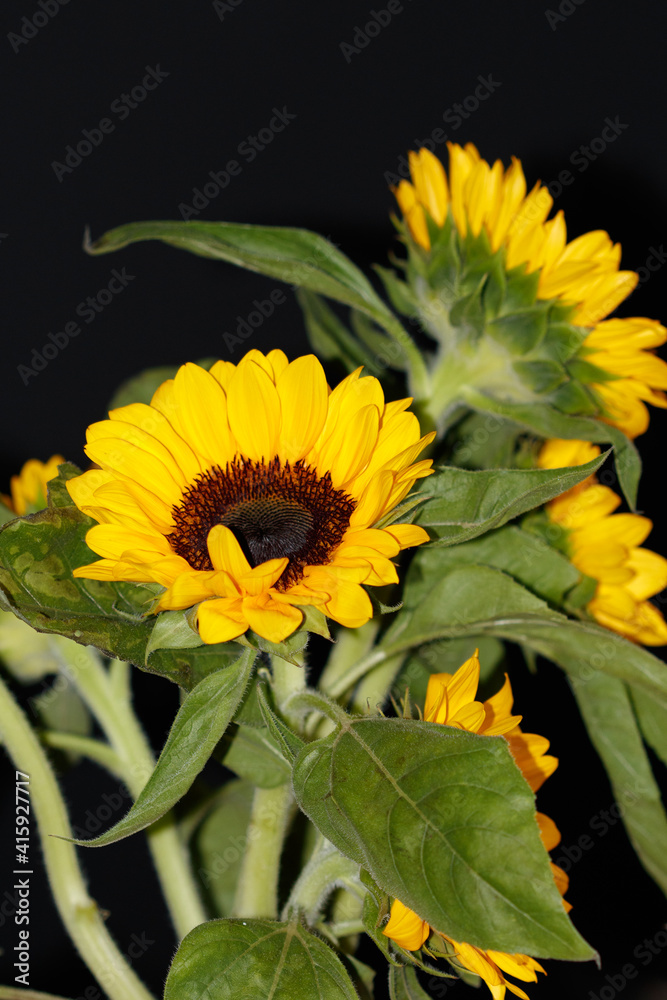 Obraz premium sunflowers 