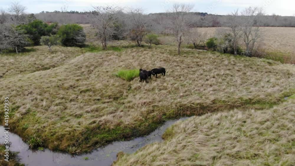 Drone Flying backwards showing a field with horses Drone Flying backwards showing a field with horses