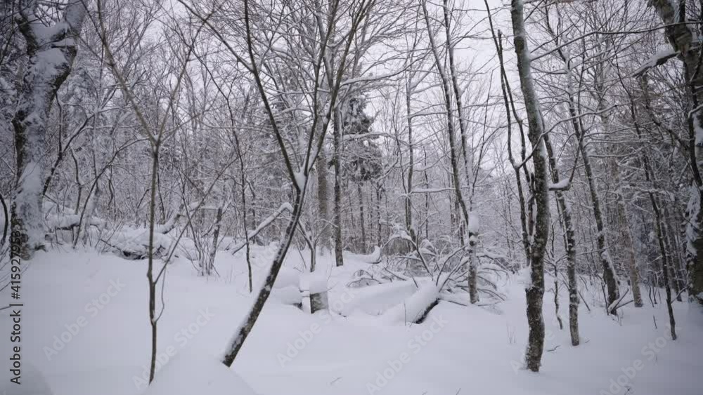 Bare Trees In Snow Covered Forest During Winter - wide shot Bare Trees In Snow Covered Forest During Winter - wide shot