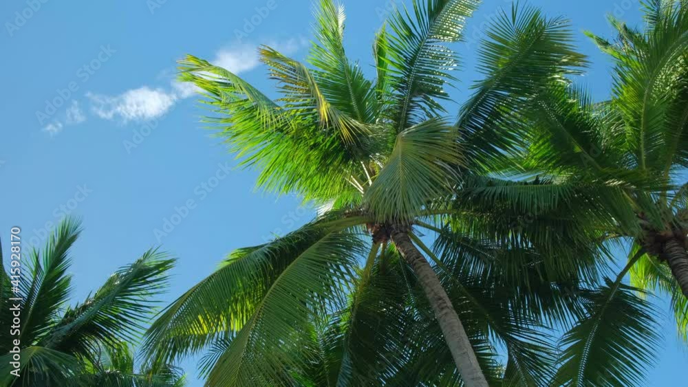Coconut Trees Against Bright Blue Sky In Summer. low angle shot.4k. Coconut Trees Against Bright Blue Sky In Summer. low angle shot.4k.