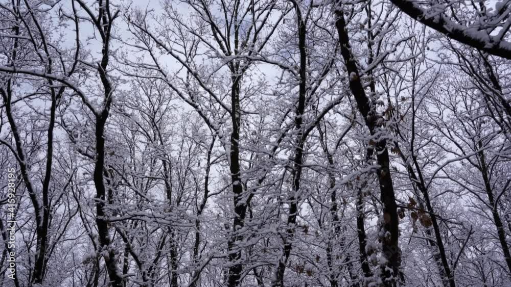 Walking under tree branches of the forest on a cold day with snow and white sky Walking under tree branches of the forest on a cold day with snow and white sky