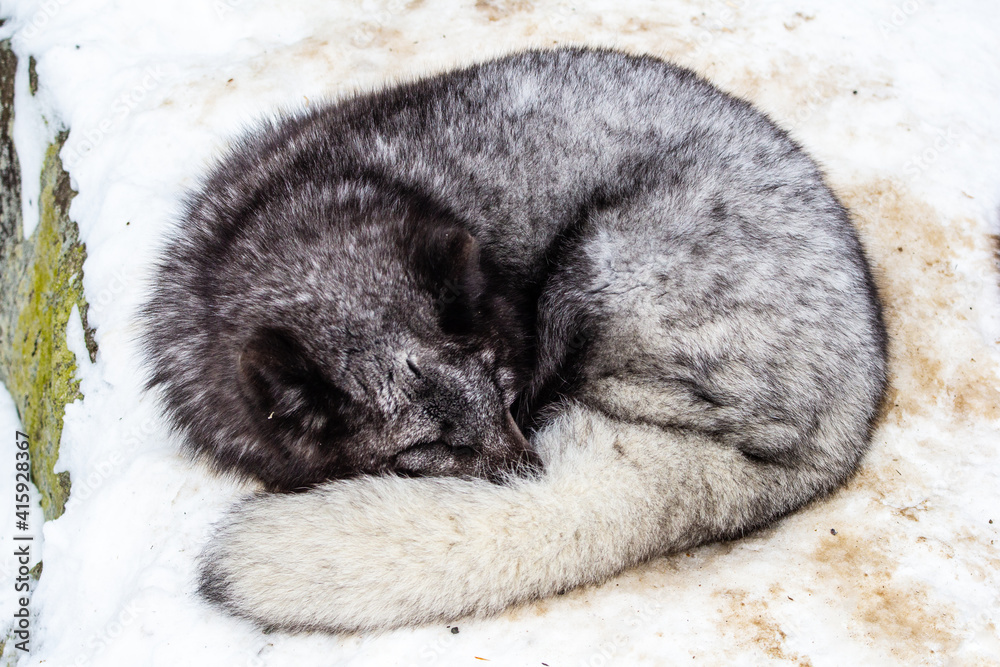 Obraz premium Arctic Fox