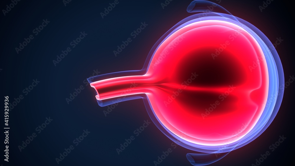 3d render of human eye ball anatomy. 3d render of human eye ball anatomy.