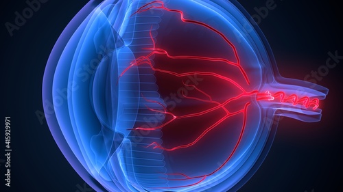 3d render of human eye ball anatomy.